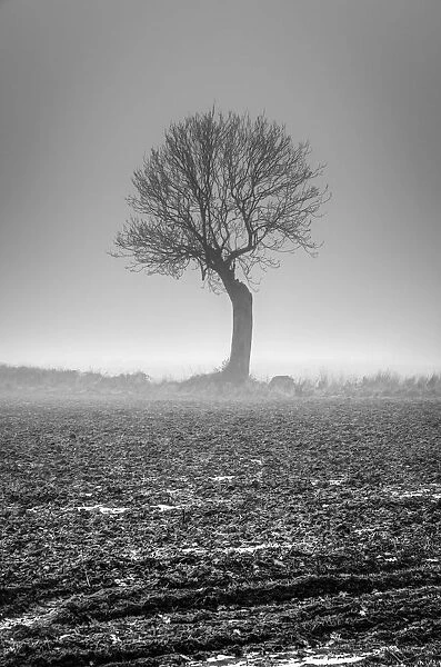 UK, England, Norfolk, Foggy Winter Field