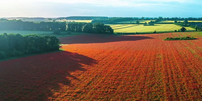 Framed Print : UK, England, Norfolk, Great Massingham, Poppy Field Framed Print : UK, England, Norfolk, Great Massingham, Poppy Field