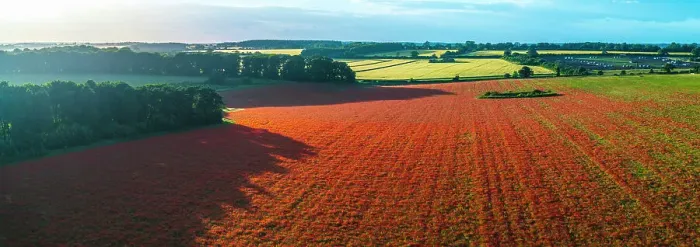 Framed Print : UK, England, Norfolk, Great Massingham, Poppy Field Framed Print : UK, England, Norfolk, Great Massingham, Poppy Field