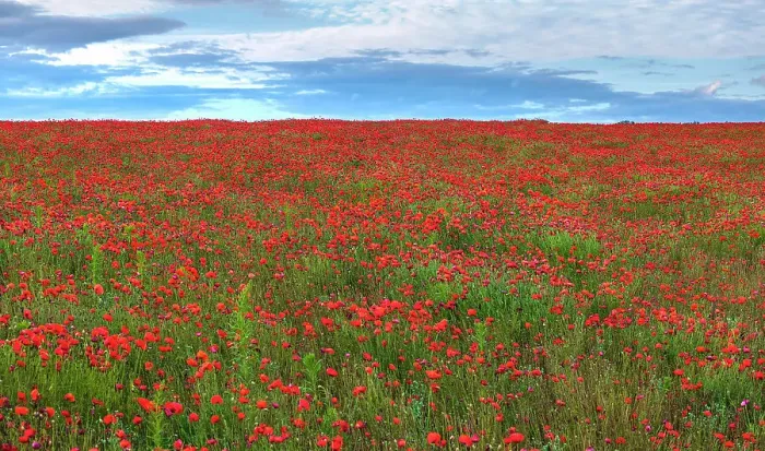 Framed Print : UK, England, Norfolk, Great Massingham, Poppy Field Framed Print : UK, England, Norfolk, Great Massingham, Poppy Field