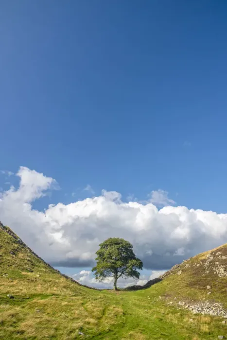 Framed Print : UK, England, Northumberland, Hexham, Henshaw, Hadrians Wall, Sycamore Gap