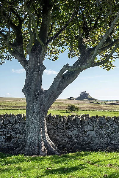 UK, England, Northumberland, Holy Island, Lindisfarne, the castle seen across a dry stone walls and fields, summer view, sunny day