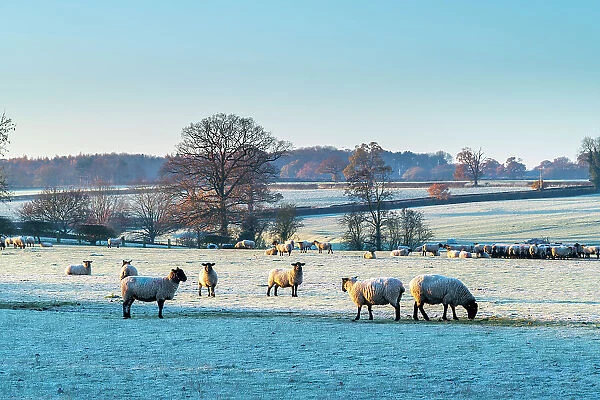 UK, England, Shropshire, Wintery Countryside, Flock of Sheep