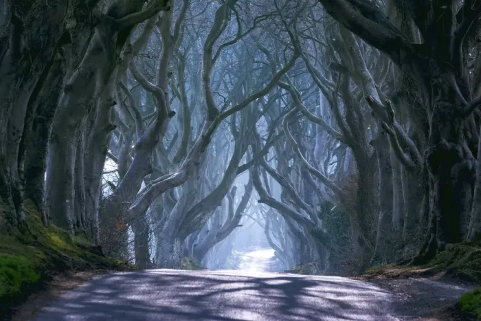 Framed Print : UK, Northern Ireland, County Antrim, Ballymoney, The Dark Hedges Framed Print : UK, Northern Ireland, County Antrim, Ballymoney, The Dark Hedges