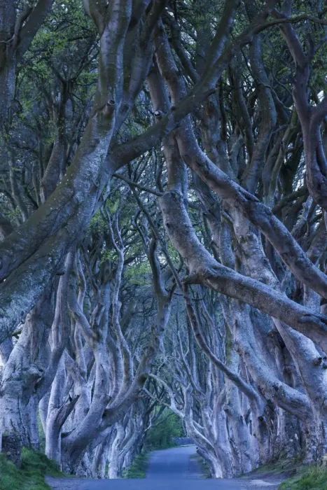 Framed Print : UK, Northern Ireland, County Antrim, Ballymoney, The Dark Hedges, tree lined road, dawn Framed Print : UK, Northern Ireland, County Antrim, Ballymoney, The Dark Hedges, tree lined road, dawn