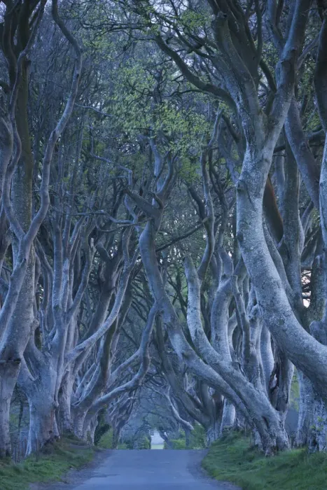 Framed Print : UK, Northern Ireland, County Antrim, Ballymoney, The Dark Hedges, tree lined road, dawn Framed Print : UK, Northern Ireland, County Antrim, Ballymoney, The Dark Hedges, tree lined road, dawn