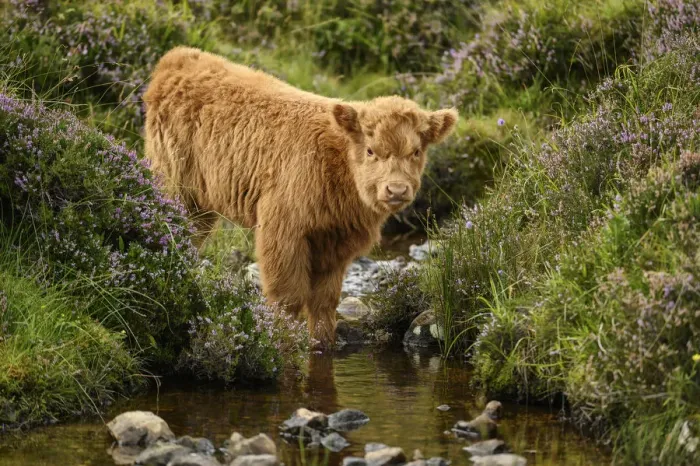 Framed Print : UK, Scotland, Highland, higland calf Framed Print : UK, Scotland, Highland, higland calf