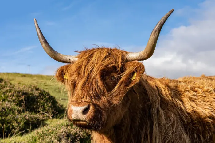 Framed Print : UK, Scotland, Isle of Skye: red cow Framed Print : UK, Scotland, Isle of Skye: red cow