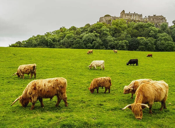 UK, Scotland, Stirling, Highland cattles adn Stirling Castle