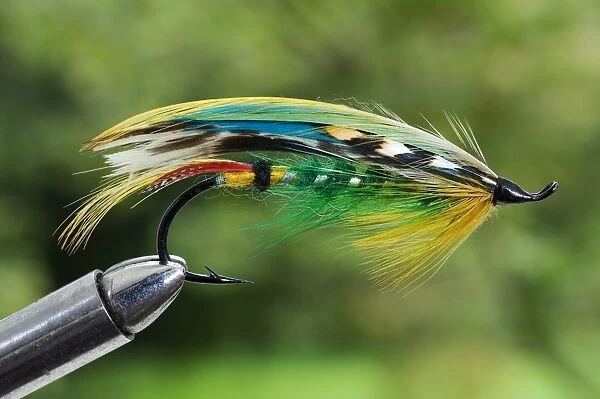 UK. A traditional salmon fishing fly called a Green Highlander