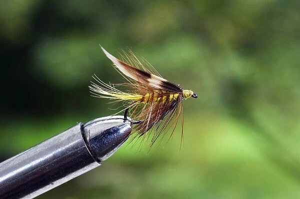 UK. A trout fishing wet fly known as an Invicta secured in a fly-tying vice