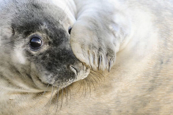UK, United Kingdom, Lincolnshire, Curious grey seal pup on the beach