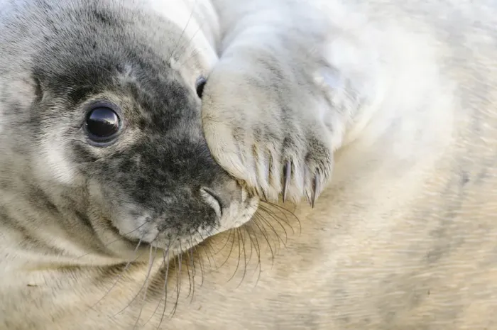 Framed Print : UK, United Kingdom, Lincolnshire, Curious grey seal pup on the beach