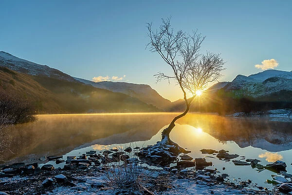UK, Wales, Gwynedd, Snowdonia National Park (Parc Cenedlaethol Eryri), Llanberis, Llyn Padarn, Lone Tree at sunrise