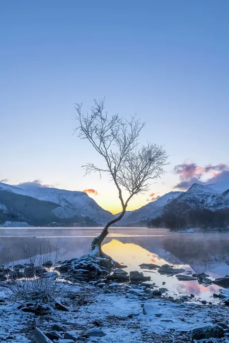 Framed Print : UK, Wales, Gwynedd, Snowdonia National Park (Parc Cenedlaethol Eryri), Llanberis, Llyn Padarn, Lone Tree at sunrise