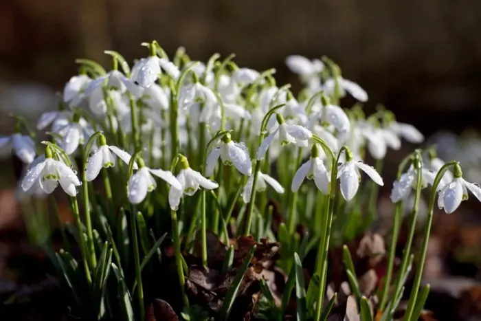 Framed Print : UK, Wiltshire. A fresh bunch of Snowdrops signals the onset of Spring Framed Print : UK, Wiltshire. A fresh bunch of Snowdrops signals the onset of Spring