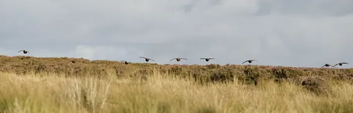 Framed Print : UK; Yorkshire. A covey of grouse fly low and fast over the heather on Bingley Framed Print : UK; Yorkshire. A covey of grouse fly low and fast over the heather on Bingley