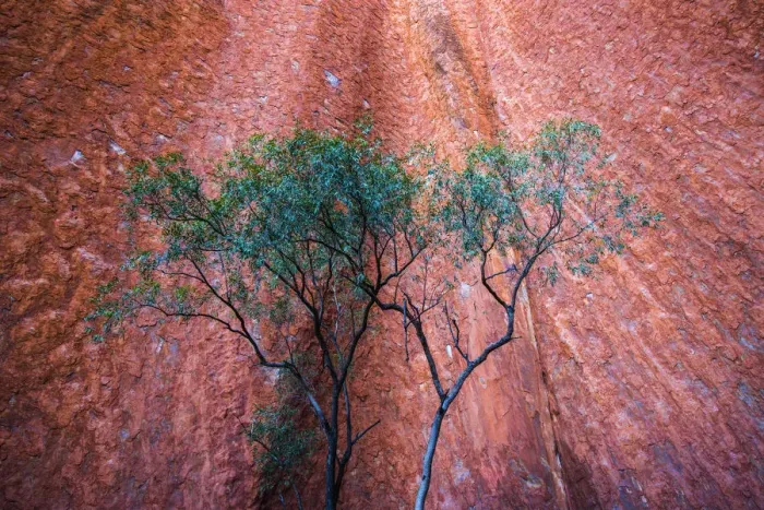 Framed Print : Uluru (Ayers Rock), Uluru-Kata Tjuta National Park, Northern Territory, Central Australia Framed Print : Uluru (Ayers Rock), Uluru-Kata Tjuta National Park, Northern Territory, Central Australia