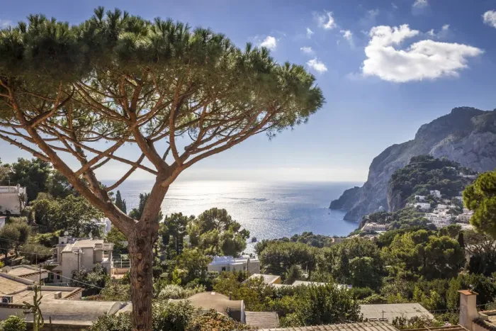Framed Print : Umbrella pine in Capri, Gulf of Naples, Campania, Italy