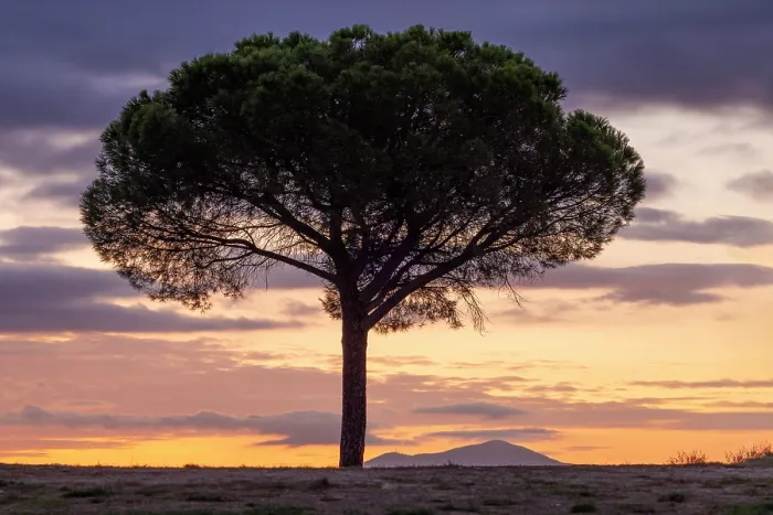 Framed Print : Umbrella piune tree in silhouette at sunset, , Val d'Orcia, near San Quirico d'Orcia, Tuscany, Italy
