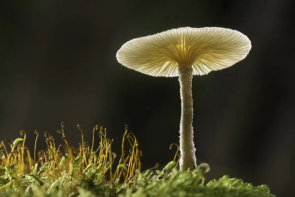 Unidentified fungi, Zakopane, Poland