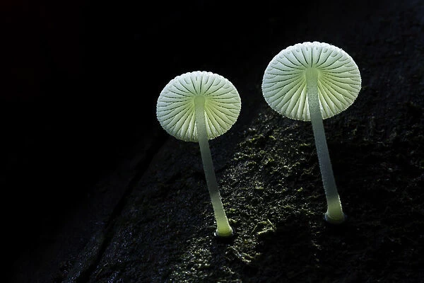 Unidentified small white forest fungi, South Island, New Zealand