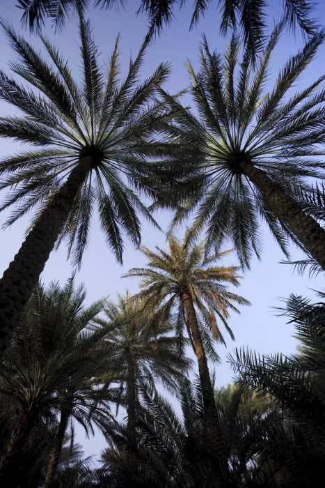 Framed Print : United Arab Emirates, Al Ain, Date Palm Trees at Wadi Al Ain (Al Ain Oasis)