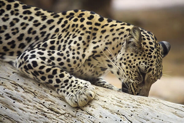 United Arab Emirates, Sharjah, Sharjah National Park Zoo, Arabian Leopard