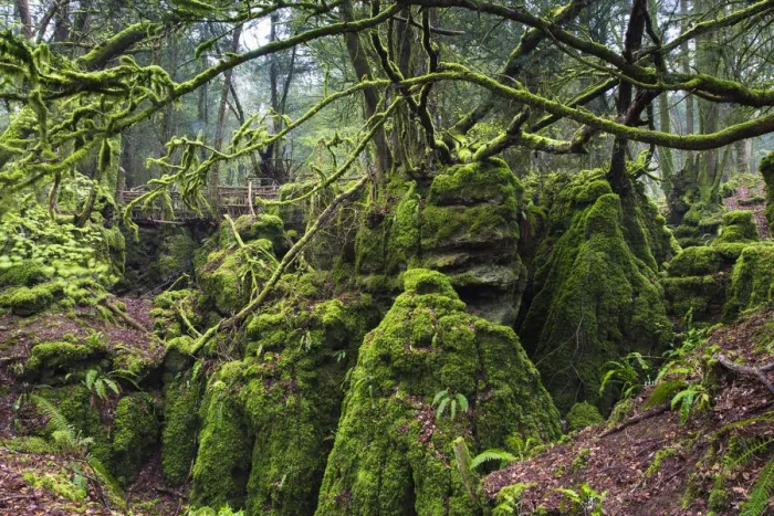 Framed Print : United Kingdom, England, Gloucestershire, Coleford. Puzzlewood