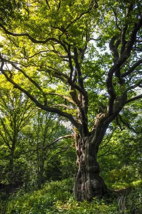 Framed Print : United Kingdom, England, Hampstead Heath. A magnificent English Oak tree (Quercus robur Framed Print : United Kingdom, England, Hampstead Heath. A magnificent English Oak tree (Quercus robur