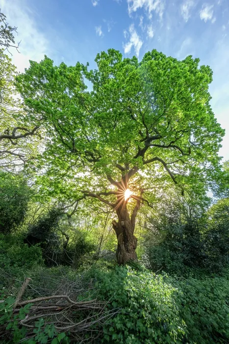 Framed Print : United Kingdom, England, London, Hampstead, Hampstead Heath park; sunlight through the leaves of an ancient oak tree on the heath