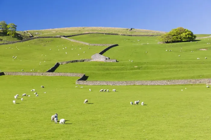 Framed Print : United Kingdom, England, North Yorkshire, Stainforth. Dry Stone Wall scenery Framed Print : United Kingdom, England, North Yorkshire, Stainforth. Dry Stone Wall scenery