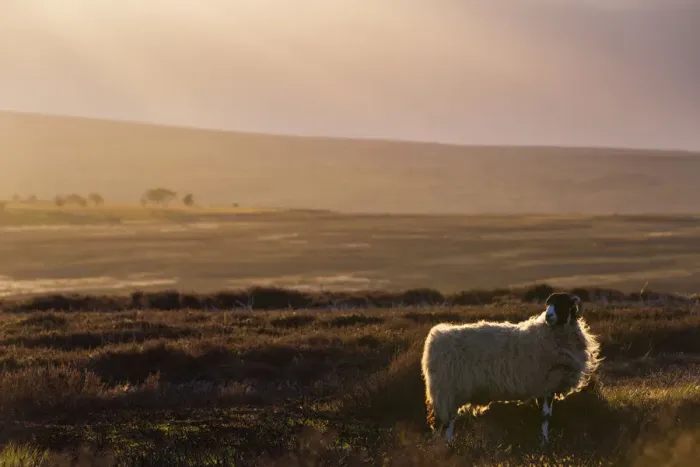 Framed Print : United Kingdom, England, North Yorkshire, Goathland. A sheep on the Moors near Goathland Framed Print : United Kingdom, England, North Yorkshire, Goathland. A sheep on the Moors near Goathland