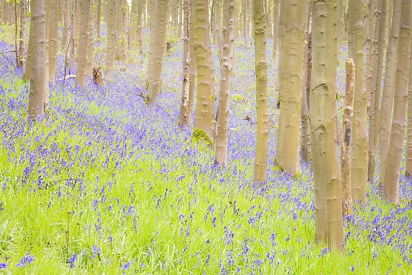 United Kingdom, England, North Yorkshire, Malton. Bluebells in Howsham Wood