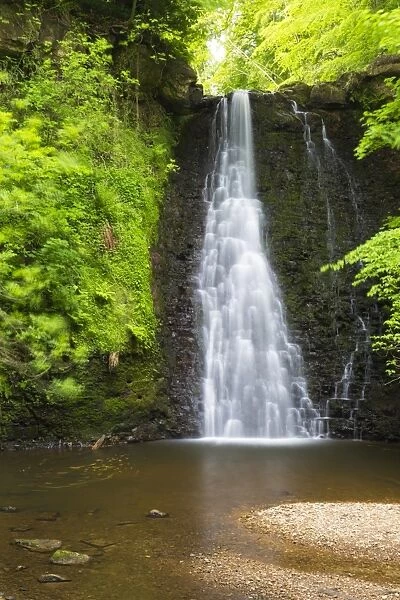 United Kingdom, England, North Yorkshire, Whitby, Sneaton Forest. Falling Foss Waterfall