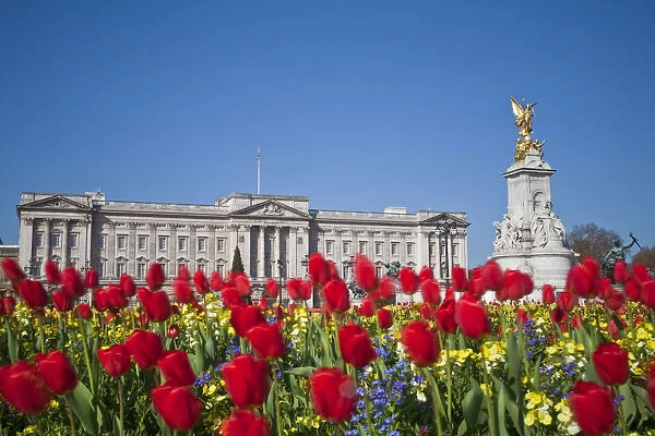 United Kingdom, London, Westminster, Tulips infront of Buckingham Palace and Victoria