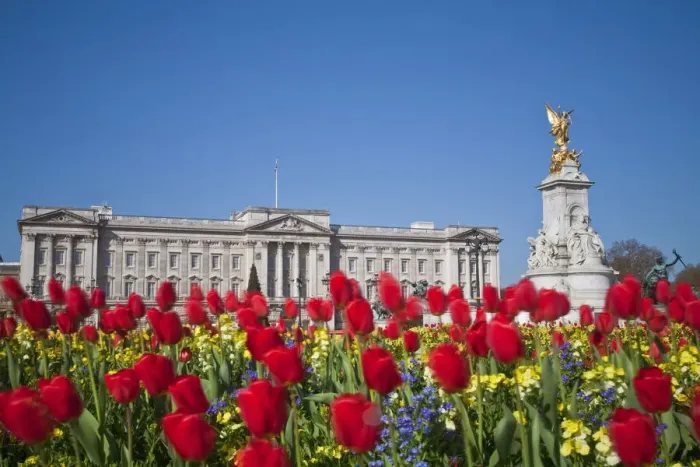Framed Print : United Kingdom, London, Westminster, Tulips infront of Buckingham Palace and Victoria Framed Print : United Kingdom, London, Westminster, Tulips infront of Buckingham Palace and Victoria