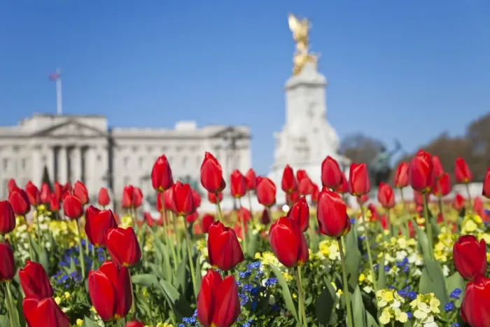 Framed Print : United Kingdom, London, Westminster, Tulips infront of Buckingham Palace and Victoria Framed Print : United Kingdom, London, Westminster, Tulips infront of Buckingham Palace and Victoria