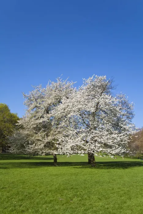 Framed Print : United Kingdom, London, Westminster, Green Park, Cherry Blossom Framed Print : United Kingdom, London, Westminster, Green Park, Cherry Blossom