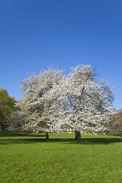 United Kingdom, London, Westminster, Green Park, Cherry Blossom