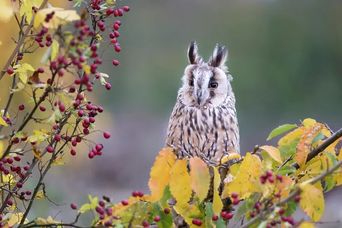 Framed Print : United Kingdom, UK, England, Great Britain, British Isles, Gloucestershire, A long-eared owl Framed Print : United Kingdom, UK, England, Great Britain, British Isles, Gloucestershire, A long-eared owl