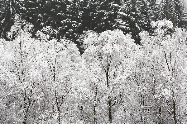 United Kingdom, UK, Scotland, A group of Silver birches covered in snow