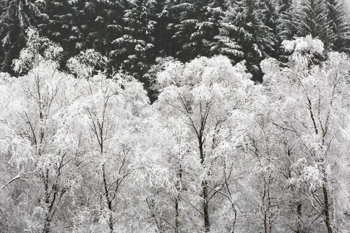 Framed Print : United Kingdom, UK, Scotland, A group of Silver birches covered in snow Framed Print : United Kingdom, UK, Scotland, A group of Silver birches covered in snow