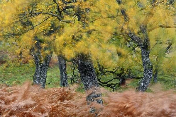 United Kingdom, UK, Scotland, Highlands, Wind blows through the fern and the Autumn
