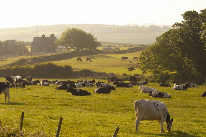 Framed Print : United Kingdom, Wales, Gwynedd, Anglesey, Farm and Cattle Framed Print : United Kingdom, Wales, Gwynedd, Anglesey, Farm and Cattle