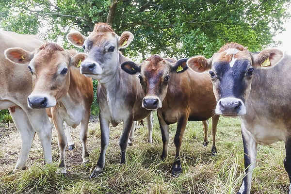 United Kingdon, Channel Islands, Jersey, Jersey Cows