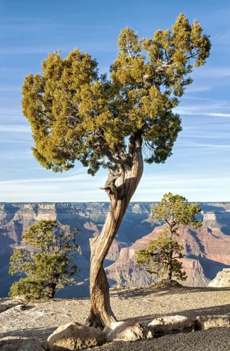 Framed Print : United States of America, Arizona, Grand Canyon, South Rim Framed Print : United States of America, Arizona, Grand Canyon, South Rim