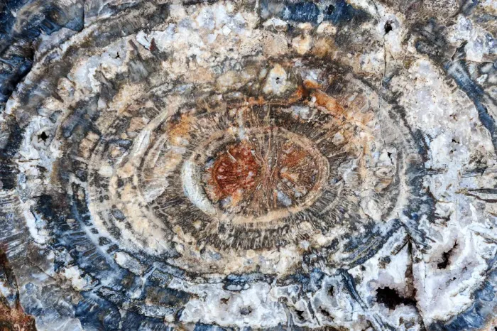 Framed Print : United States of America, Arizona, Petrified Forest National Park Framed Print : United States of America, Arizona, Petrified Forest National Park