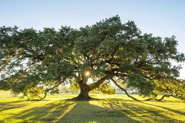 United States, Louisiana, Vacherie. Sunlight through the branches of a Southern Live Oak tree