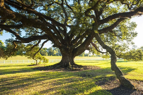 United States, Louisiana, Vacherie. Sunlight through the branches of a Southern Live